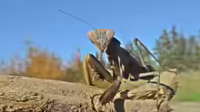 Sphodromantis viridis