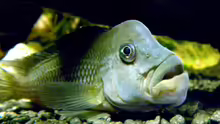 Steatocranus gibbiceps