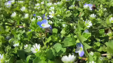 Stellaria media