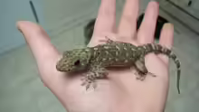 Stenodactylus petrii