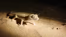 Stenodactylus sthenodactylus