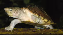 Sternotherus carinatus 