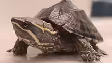 Sternotherus odoratus