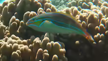 Stethojulis albovittata