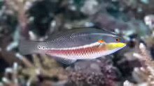 Stethojulis bandanensis