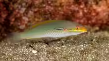 Stethojulis interrupta