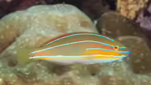 Stethojulis trilineata