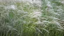 Stipa borysthenica