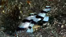 Stonogobiops pentafasciata