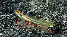 Stonogobiops yasha