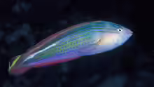 Suezichthys arquatus