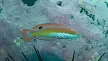 Suezichthys aylingi