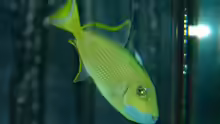 Sufflamen albicaudatum