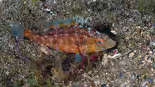 Symphodus cinereus