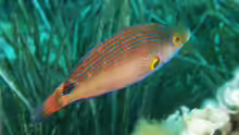 Symphodus mediterraneus