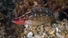 Symphodus rostratus