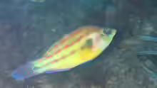 Symphodus tinca