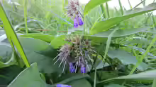 Symphytum officinale