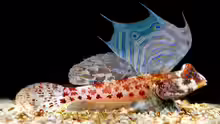 Synchiropus stellatus