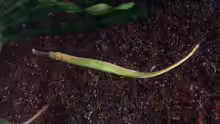 Syngnathoides biaculeatus