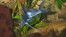 Synodontis alberti