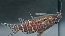 Synodontis batensoda
