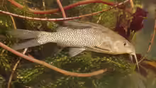 Synodontis leopardinus