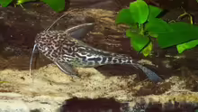 Synodontis schoutedeni