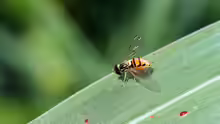 Syrphidae