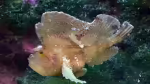 Taenianotus triacanthus