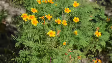 Tagetes tenuifolia