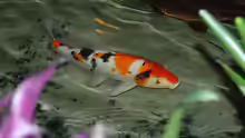 Taisho Sanshoku