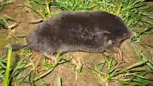Talpidae
