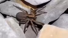 Tarantel