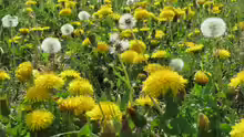 Taraxacum sect. Ruderalia