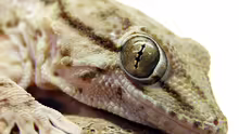 Tarentola annularis
