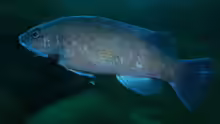 Tautogolabrus adspersus