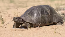 Testudo marginata