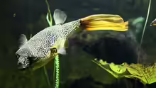 Tetraodon mbu