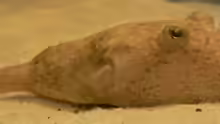 Tetraodon miurus