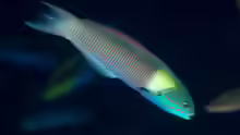 Thalassoma amblycephalum