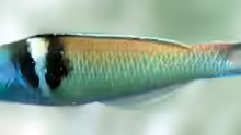 Thalassoma bifasciatum