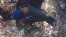 Thalassoma duperrey