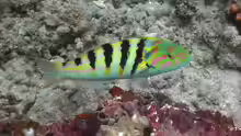 Thalassoma hardwicke