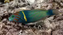 Thalassoma hebraicum