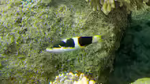 Thalassoma nigrofasciatum