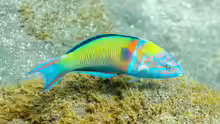 Thalassoma pavo