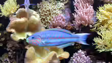 Thalassoma rueppellii