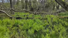 Thelypteris palustris