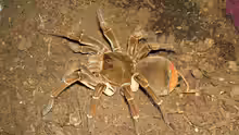 Theraphosa stirmi